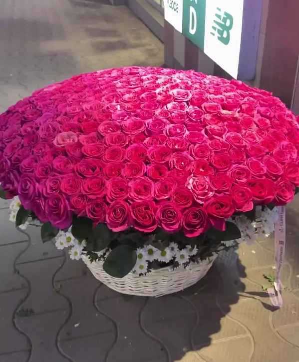 501 малиновая голландская роза